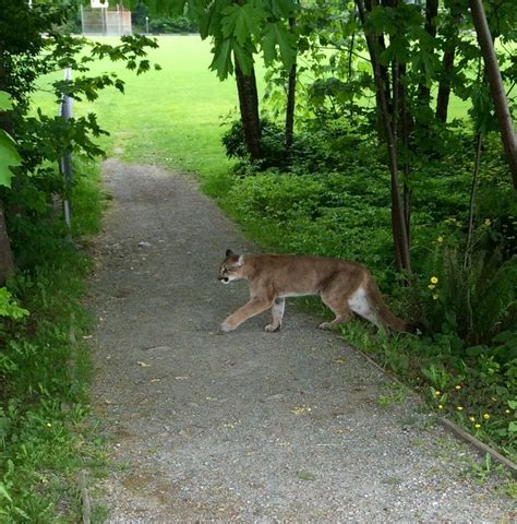 Cougar Shot Killed In West Vancouver Cbc News