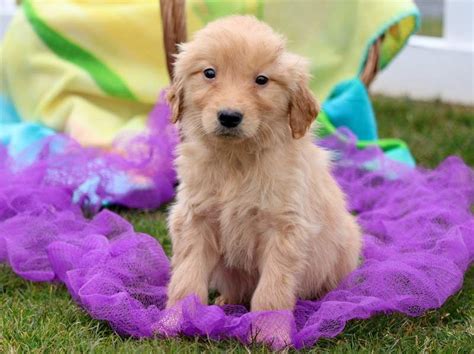Golden Retriever Puppy For Sale In Mount Joy Pa Adn 71403 On
