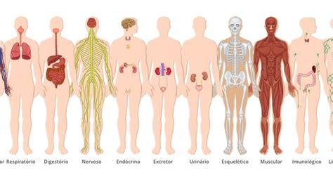 Lista de exercícios sobre sistemas do corpo humano Sistemas do corpo