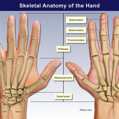 Skeletal Anatomy Of Thumb