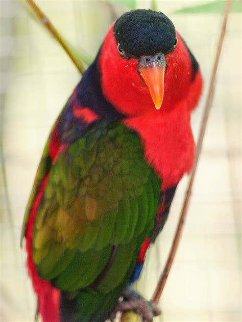 Fotos Gratis Naturaleza Pájaro Zoo Naranja Verde Rojo Pico