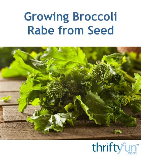 Growing Broccoli Rabe From Seed Thriftyfun