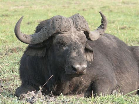 Water Buffaloes Farm Animals Facts And News By World Animal Foundation