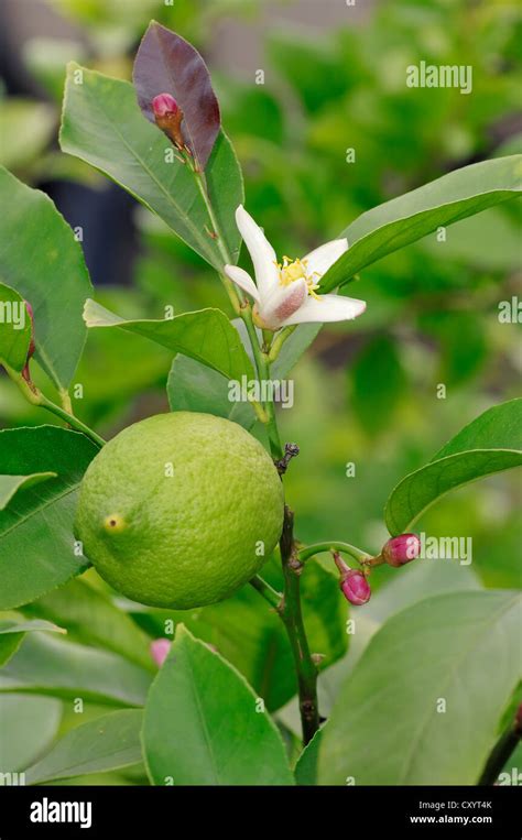 Limonero Citrus Limon Un Limón Y Una Flor Planta Y Cultivo De