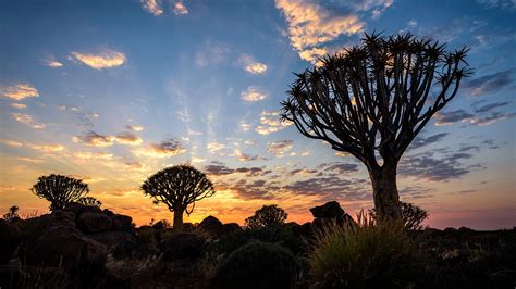 Sunrise At Quiver Tree Forest Kokerboom Woud In Namibia Windows