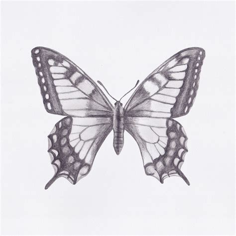 Drawing butterflies can be intimidating because of their colorful, complex wings and segmented bodies. Butterfly Drawings on Wacom Gallery