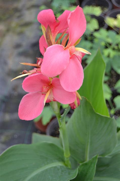 Click to see full answer. Canna Fuchsia Rhizome (Canna edulis) - Spicegarden