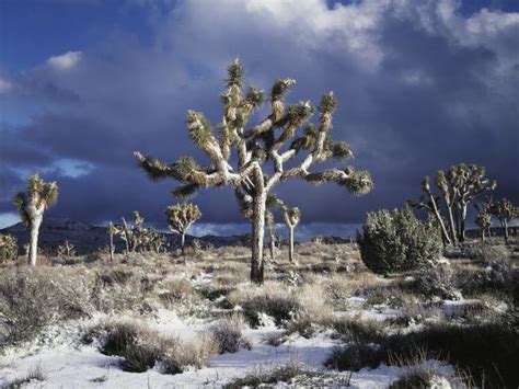 California Joshua Tree National Park Mojave Desert Snow Covered