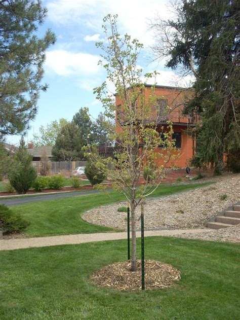 Maybe you would like to learn more about one of these? Pear Trees