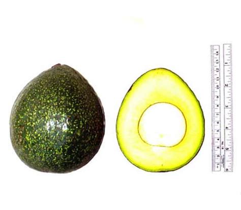 Do you need two avocado trees for avocados to grow? Nabal Avocado Trees - Louie's Nursery & Garden Center ...