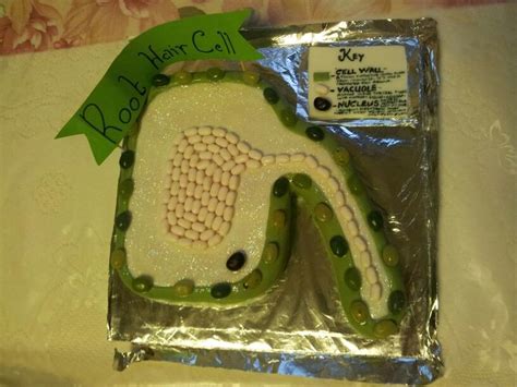 Maybe you would like to learn more about one of these? Root hair cell homework Nov14 Chocolate cake covered in ...