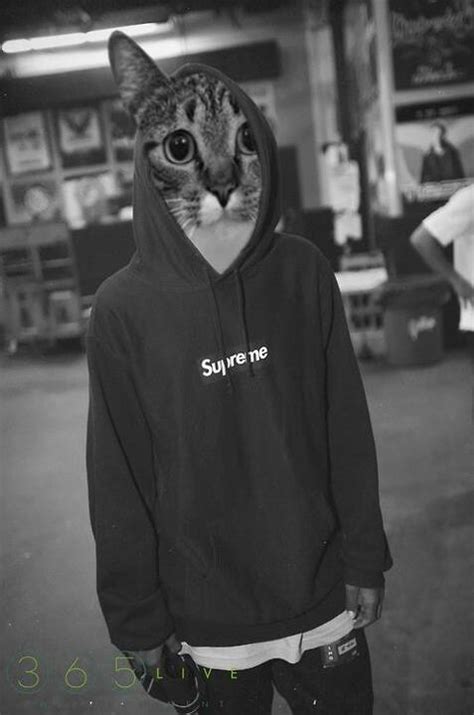 Supreme Cat Gatos