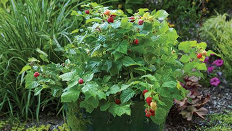 An Easy Approach To Espalier Finegardening