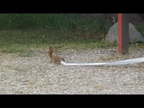 Not So Sneaky Squirrel Gets Caught Stealing Toilet Paper And Has Everyone In Stitches Twisted