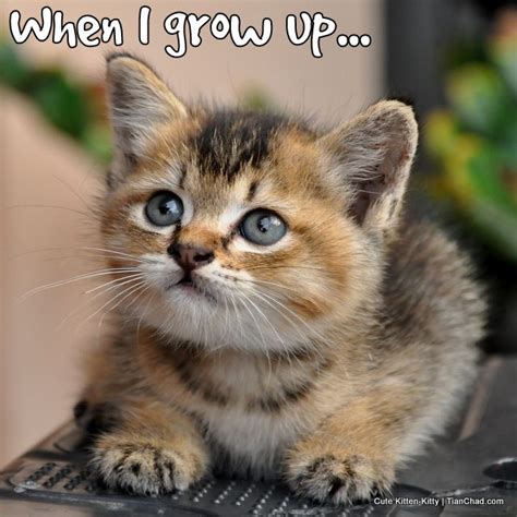 Best 25 Super Cute Kittens Ideas On Pinterest Cute