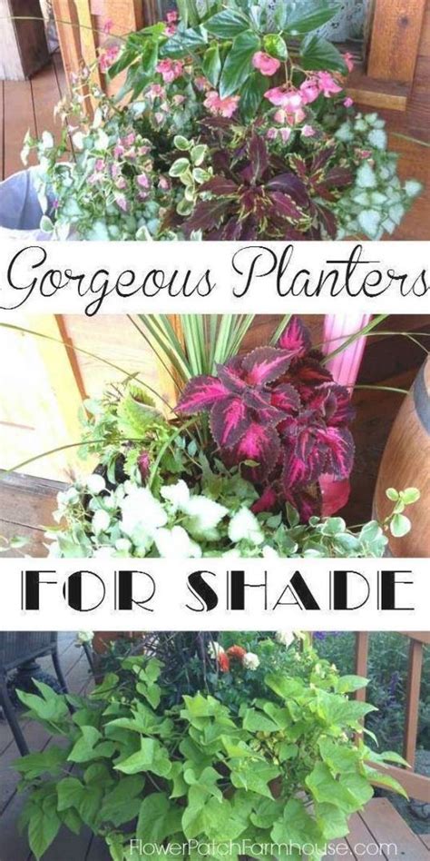 Shade Loving Plants In Containers Flower Patch Farmhouse Planters