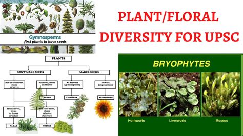 Floral Diversityplant Kingdom Bryophyta Pteridophyta Gymnosperms