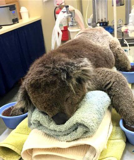 Koalas In Australia Desperately Need Your Mittens Koala Koalas Australian Wildlife