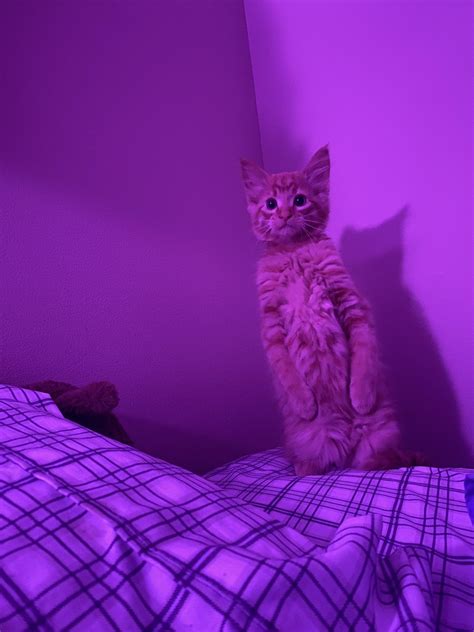 Sneptember On Twitter Purple Aesthetic Cute Cat Wallpaper Cat Aesthetic