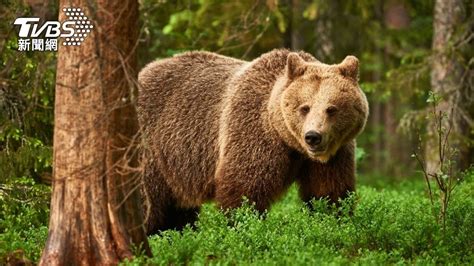 北海道熊頻繁出沒民眾驚驚 利尻島隔百餘年屢屢發現熊跡