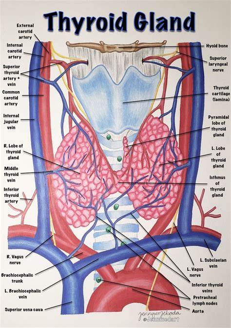 Your Thyroid Gland Notes Inspiration Medical Illustration Medical Art