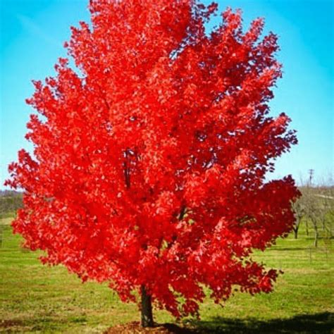 October Glory Red Maple Super And Son Nursery