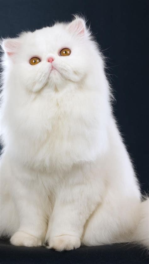 Persian Cat Wallpapers Top Free Persian Cat Backgrounds