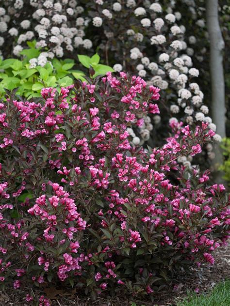 Lilacs arrive in an assortment of shapes and sizes, from predominate sorts that fit flowering shrubs can add contrast to your garden, whether it is new or existing. 14 Flowering Shrubs for Sun | HGTV