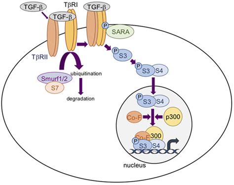 Frontiers Transforming Growth Factor β Signaling Plays A Pivotal Role