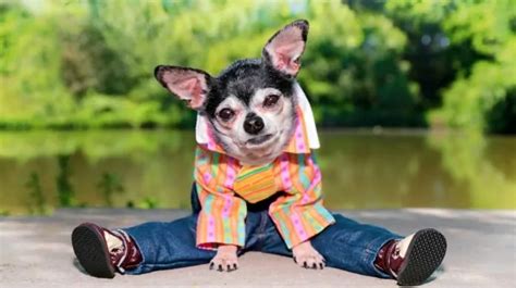 The 10 Best Dog Clothing Brands For 2023 My Blog