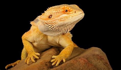 Bearded Dragon Names Awesome Ideas For Naming Your Dragon