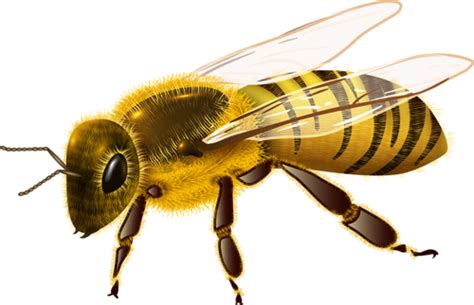 Bee Png Transparent Image Download Size 500x322px