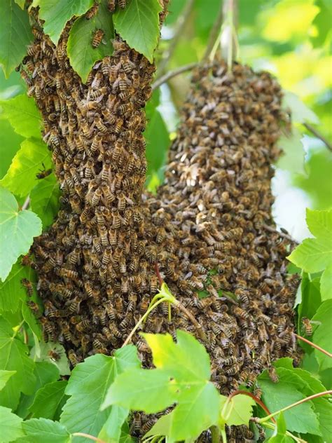 Swarms West Wiltshire Beekeepers Association