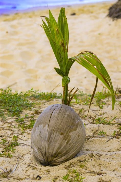 A Sprouting Coconut On The Seashore Stock Photo Image Of Palm Sprout