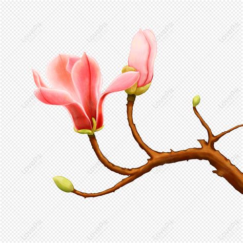 Flor De Magnolia PNG Imágenes Gratis Lovepik
