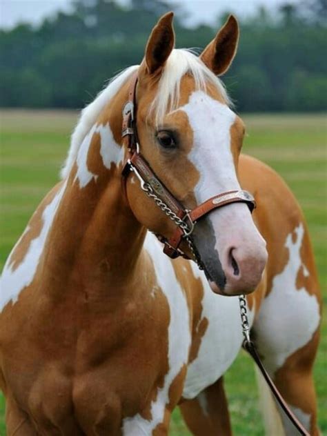 Meet The American Paint Horse History Characteristics And Temperament