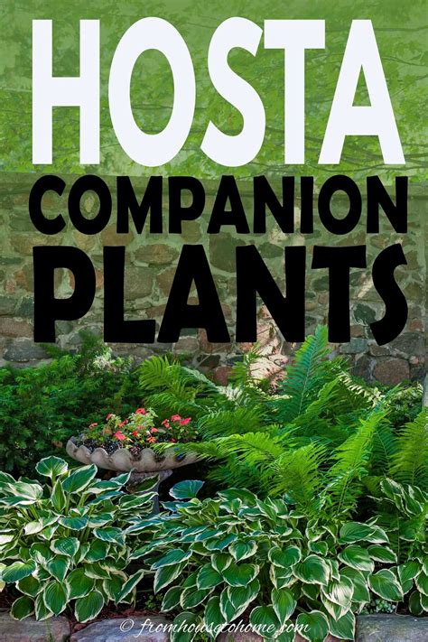Hosta Companion Plants What To Plant With Hostas Gardeners Oasis