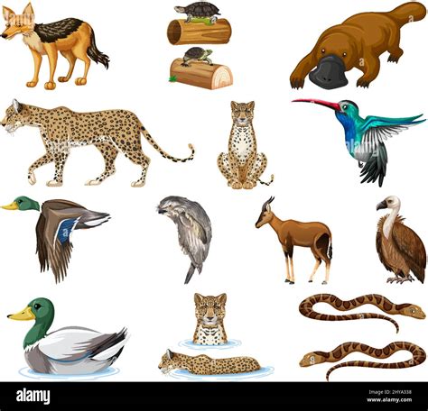 Different Kinds Of Animals Collection Illustration Stock Vector Image
