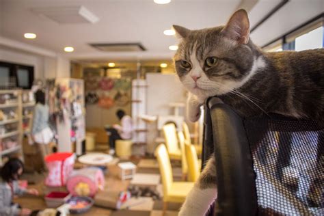 The History And Evolution Of The Cat Cafe