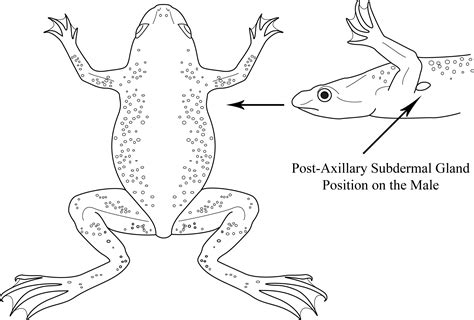 Aquatic Frog Diagrams By Sara Jennings At