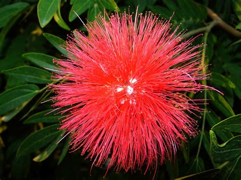 Buy 50pcs Seeds Fire Red Mimosa Tree Seeds Silk Tree Albizia