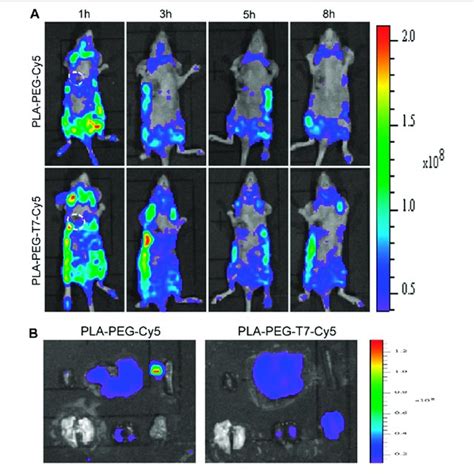 A In Vivo Fluorescence Images Of Ln Tumor Bearing Nude Mice At