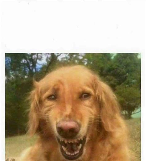 Forced Smile Dog Memes Imgflip