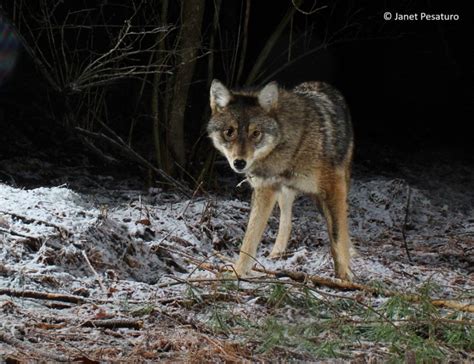 Eastern Coyotes At Rendezvous Site Winterberry Wildlife