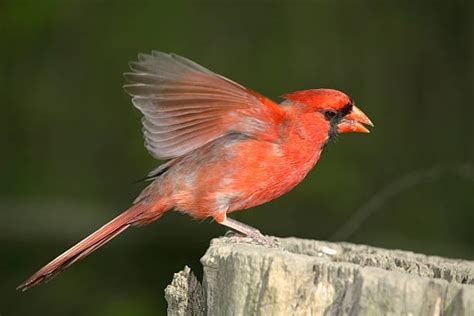 All About The Cute Baby Cardinals Chipper Birds