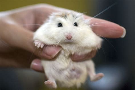 Roborovski Dwarf Hamster Breeding Information