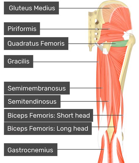 Quadratus Femoris Attachments Actions Innervation GetBodySmart