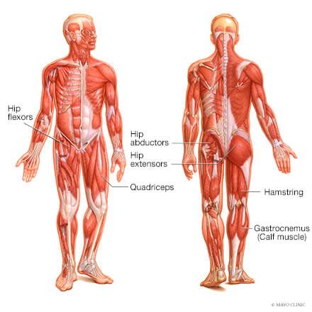 Some people call this area the stomach muscle, but the stomach is actually a different organ. Lower Back Muscles Connected To Hip / Massage For Upper ...