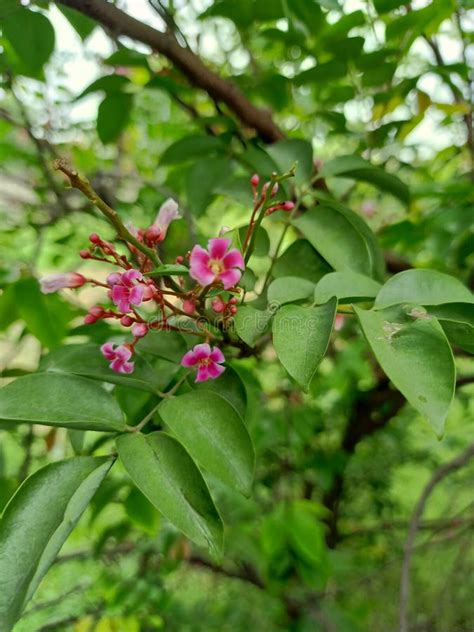 Necher Flower Stock Photo Image Of Leaf Blossom Deciduous 221359202