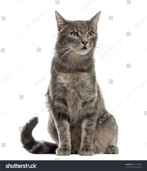 Cat Sitting Front White Background Stock Photo 331111568 Shutterstock